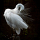 Stylish Heron