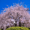 祇園枝垂れ桜（１）