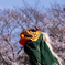 桜に映える獅子舞