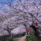 満開の桜の散歩道