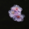 落花