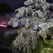 お城の夜桜2