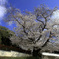お寺の参道は桜の名所