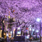 夜桜
