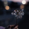 2025 Sakura