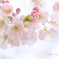 桜chiffon.+*:ﾟ+｡.☆