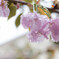 time slip 桜