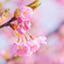 八重桜