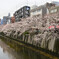目黒川沿いの桜