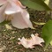椿　つばき