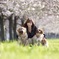 桜並木への想い