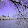 Tidal Basinの桜