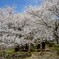 鶏居をつつむ桜雲
