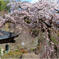 枝垂れ桜咲く-1