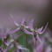 カタクリの花