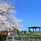 西公園の桜満開