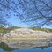 ダム湖の桜は満開