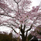 一本桜