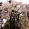 お寺の垂れ桜