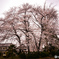 住宅地の垂れ桜