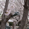 桜のまにまに