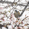 青い鳥とボケすぎた桜(･_･;