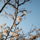 桜2025①