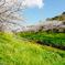菜の花と桜のコラボが見たかった