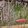 野点笠と枝垂れ桜