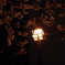 夜桜