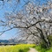 桜と菜の花