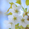Cherry blossoms