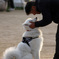 犬と人との理想の関係性