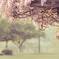 wisteria