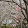 桜が導いてくれる