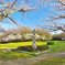 桜の季節