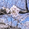 満開桜