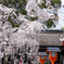 魁桜