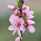 桃の花