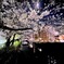 iPhoneで撮る夜桜