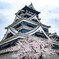熊本城本丸と桜