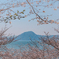 春　桜と海と山と
