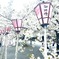 三島大社の桜　1