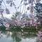 三島大社の桜　2