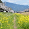 豊川の桜