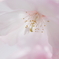 乙女桜