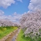 佐保川堤の桜