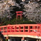 桜＆鳥居