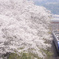 桜咲く特急街道