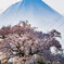 わに塚の桜2